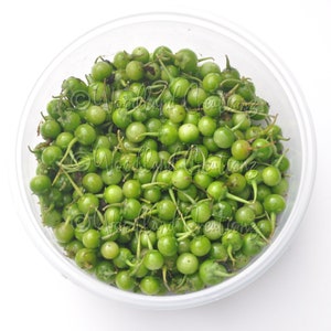 Greenberry Seeds - Rare Fruit - Sweet Berries - Green Fruits - Morelle verte - Solanum opacum