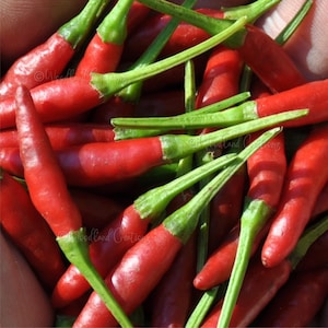 Thai Chili Pepper Seeds - Thai Bird&#39;s Eye Pepper - Hot Pepper Seeds