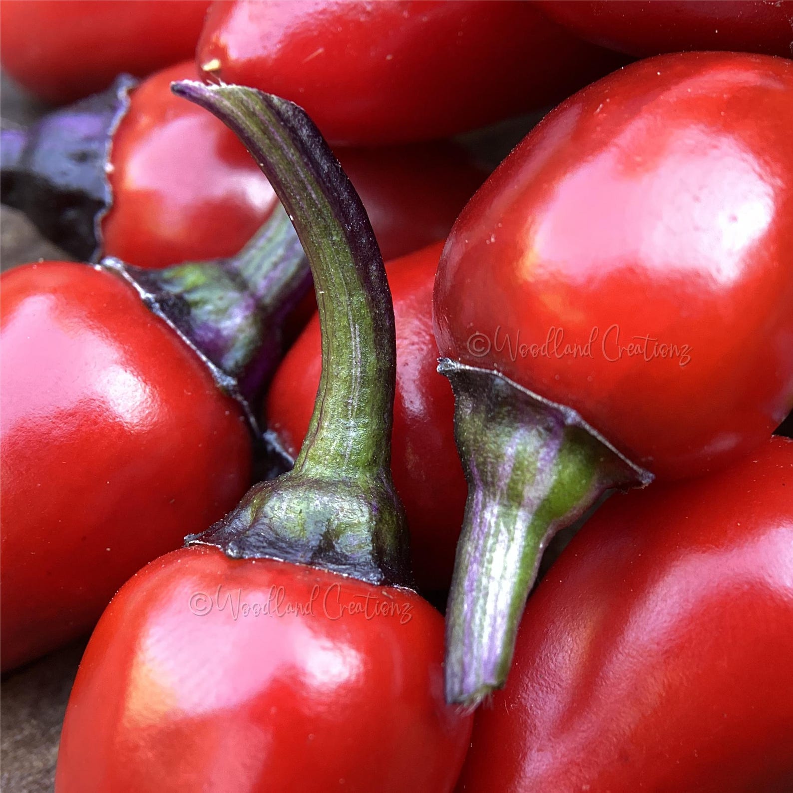 Cuban Candy Fish Pepper Seeds - Variegated Hot Chili - Etsy