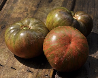 Die THONG-Zwergtomate – Zwergtomatensamen – Zwerg-Beefsteak-Tomate – seltene Tomate