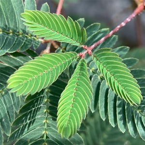 Semillas de plantas sensibles - Hojas plegables asombrosas - Semillas de no tocarme - Semillas de mimosa púdica - Hierba dormida - Planta de oración - Planta humilde