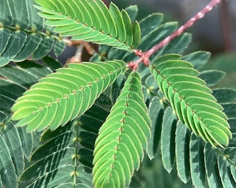 Sensitive Plant Seeds (50+) - Mimosa Pudica - Touch Me Not - Prayer Plant