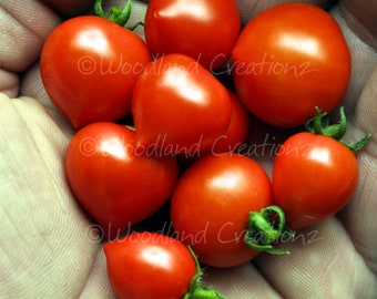 Micro Tom Tomato Seeds - World&#39;s Smallest Tomato Plant - Micro Dwarf Tomato Seeds - Fairy Garden Tomato