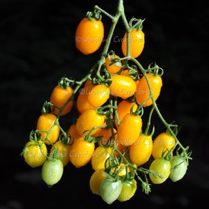 Date Fruit Tomato Seeds - Yellow Cherry Tomato