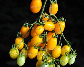 Date Fruit Tomato Seeds - Yellow Cherry Tomato