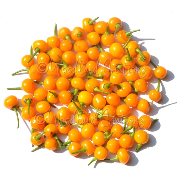 Aji Charapita Pepper Seeds (40+) - Rare Chili Pepper - Capsicum Chinense