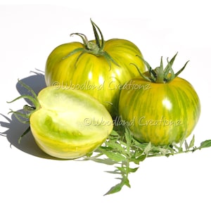 Lucinda Tomato Seeds - Green Ripe Tomatoes - Fern Leaf Foliage - Determinate