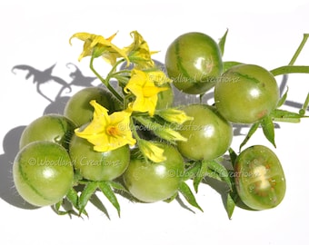 Solanum Habrochaites Graines de tomates - Tomate sauvage rare - Greffe de tomates - Solanum hirsutum