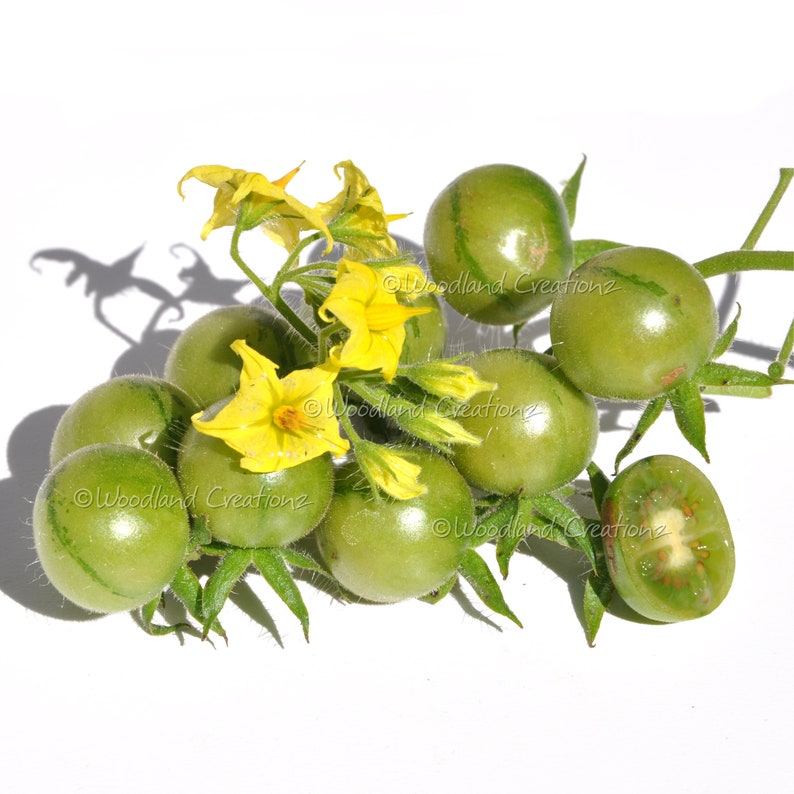 K&ouml;nnte beinhalten: Eine Ansammlung gr&uuml;ner Cherrytomaten mit gelben Bl&uuml;ten und gr&uuml;nen Stielen vor wei&szlig;em Hintergrund. Eine Tomate ist halbiert und zeigt das Innere. Die Tomaten haben feine gr&uuml;ne Streifen.