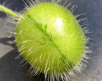 Graines de tomate Solanum Habrochaites : porte-greffe de tomate velue sauvage à greffer