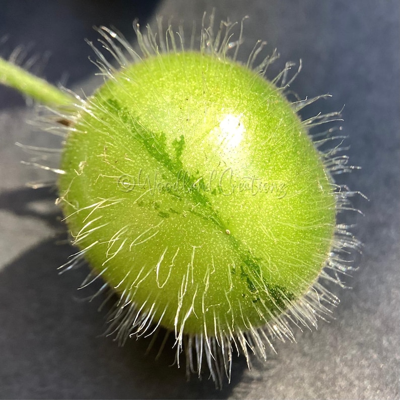 K&ouml;nnte beinhalten: Nahaufnahme einer hellgr&uuml;nen Samenkapsel mit einem pelzigen, stacheligen &Auml;u&szlig;eren. Die Kapsel hat eine runde Form mit einem sichtbaren gr&uuml;nen Stiel und einem subtilen Muster aus dunkleren gr&uuml;nen Adern. Die Oberfl&auml;che ist mit feinen, wei&szlig;en Haaren bedeckt.