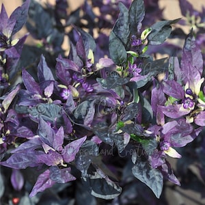 May include: Close-up of a vibrant plant with deep purple leaves and small purple flowers. The foliage has a striking contrast of dark and light shades of purple, with hints of green and white. The plant appears to be a type of ornamental pepper.