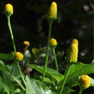 Zahnschmerzen Pflanzensamen Gelbe Blumen Elektrische Gänseblümchen Samen Buzz Button Paracress Seeds Brede mafane Spilanthes Acmella alba Bild 3