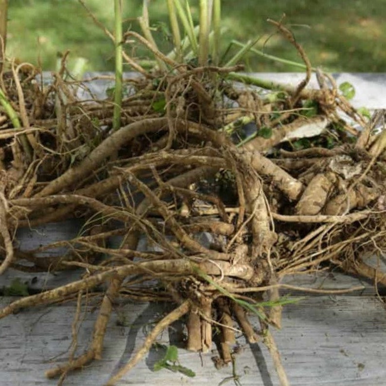 May include: A pile of freshly harvested brown roots with some green stems and leaves. The roots are of varying sizes and textures, with some still bearing traces of soil. The image is taken outdoors.