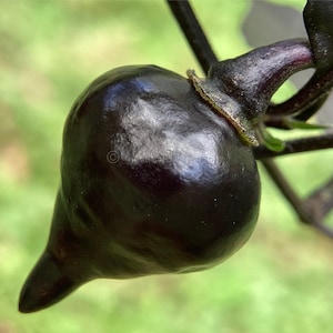 Black Biquinho Pepper Seeds: Brazilian Sweety Drop - Capsicum Chinense