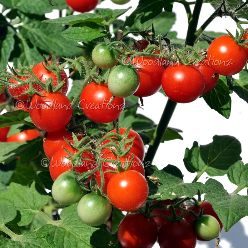 Pigmy Micro Tomato Micro Dwarf Tomato Seeds Small Tomato Plants Red Cherry Fruit Heirloom USA image 1