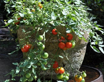 Tumbling Tom Tomato - Hanging Basket Tomato - Container Tomato - Pot Tomato