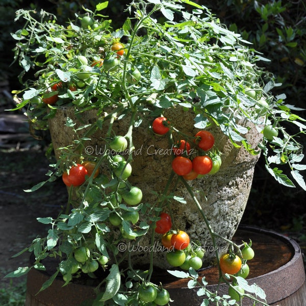 Tumbling Tom Tomato - Hanging Basket Tomato - Container Tomato - Pot Tomato