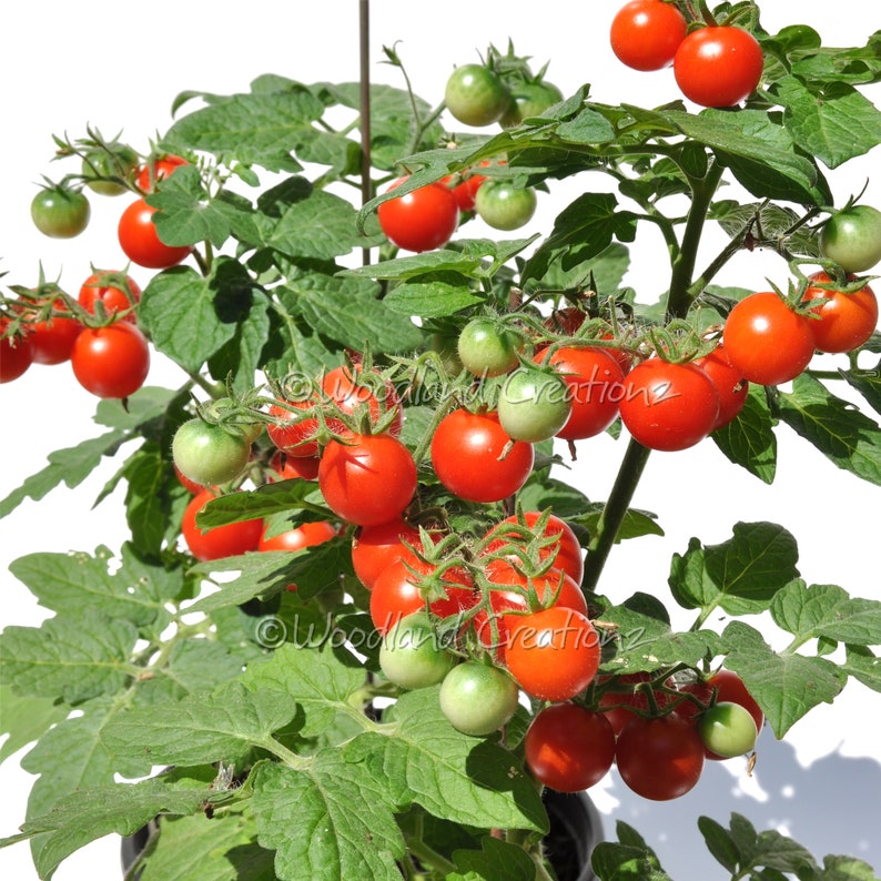 Pigmy Micro Tomato Micro Dwarf Tomato Seeds Small Tomato Plants Red Cherry Fruit Heirloom USA image 2