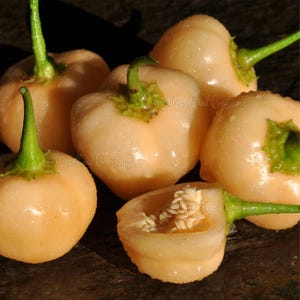 May include: A close-up of several peach-colored peppers with green stems and caps. One pepper is cut open, revealing seeds. The peppers have a slightly wet appearance. The text "Woodland Creations" is visible in the image.
