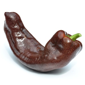 May include: A single, elongated, dark brown bell pepper with a green stem. The pepper has a glossy surface with water droplets, and is set against a white background. The pepper is a deep, rich brown color.