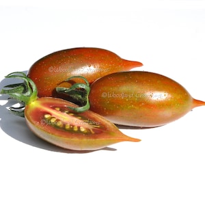 以下が含まれることがあります： 細長いトマト3つのクローズアップ。1つは半分にカットされ、種が見える深い赤色の内部が写っています。トマトは赤茶色の外皮で、緑と黄色の色合いがあります。画像は白い背景にあります。