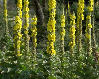 Denseflower mullein yellow flowers, Verbascum densiflorum Bertol. in