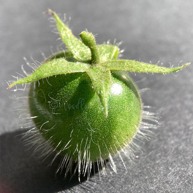 K&ouml;nnte beinhalten: Nahaufnahme einer kleinen, unreifen gr&uuml;nen Tomate mit strukturierter Oberfl&auml;che und feinen, wei&szlig;en Haaren. Die Tomate hat einen sternf&ouml;rmigen gr&uuml;nen Stiel vor dunklem Hintergrund.