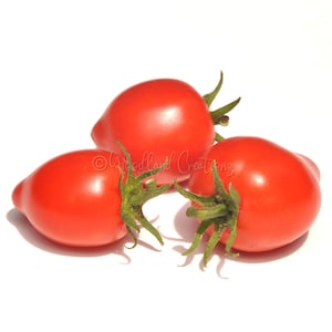 Red Plumbrella Tomato Seeds: Micro Dwarf Variety (15 Seeds)