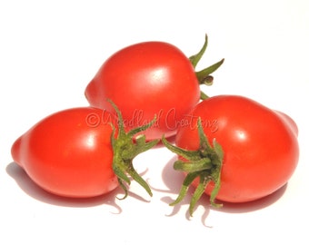 Plumbrella Red Micro Tomato - Micro Dwarf Tomato Plant - Sweet Red Tomatoes - Aerogarden Tomato