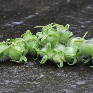 K&ouml;nnte beinhalten: Nahaufnahme von gr&uuml;nen, unreifen Tomatillos auf einer nassen, dunkelgrauen Oberfl&auml;che. Die Tomatillos sind rund mit papierartigen H&uuml;llen und an gr&uuml;nen Stielen befestigt. Das Bild hebt die Textur und Farbe der Produkte hervor.