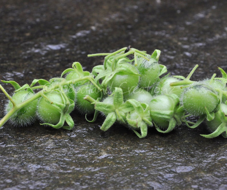 K&ouml;nnte beinhalten: Nahaufnahme von gr&uuml;nen, unreifen Tomatillos auf einer nassen, dunkelgrauen Oberfl&auml;che. Die Tomatillos sind rund mit papierartigen H&uuml;llen und an gr&uuml;nen Stielen befestigt. Das Bild hebt die Textur und Farbe der Produkte hervor.