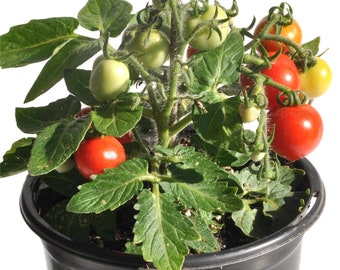 Baby Micro Tomato - Micro Dwarf Tomato Seeds - Tiny Tomato Plant - Aerogarden Tomato