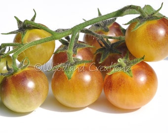 Blue Cream Berries - Cherry Tomato Seeds - New Cherry Tomato - Gold Cherry Tomato
