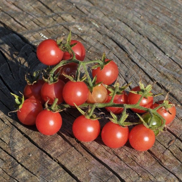 Everglades Tomato - Red Cherry Tomato Seeds - Wild Tomato