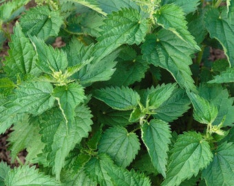 Stinging Nettle Seeds: Urtica Dioica Native Perennial Plant