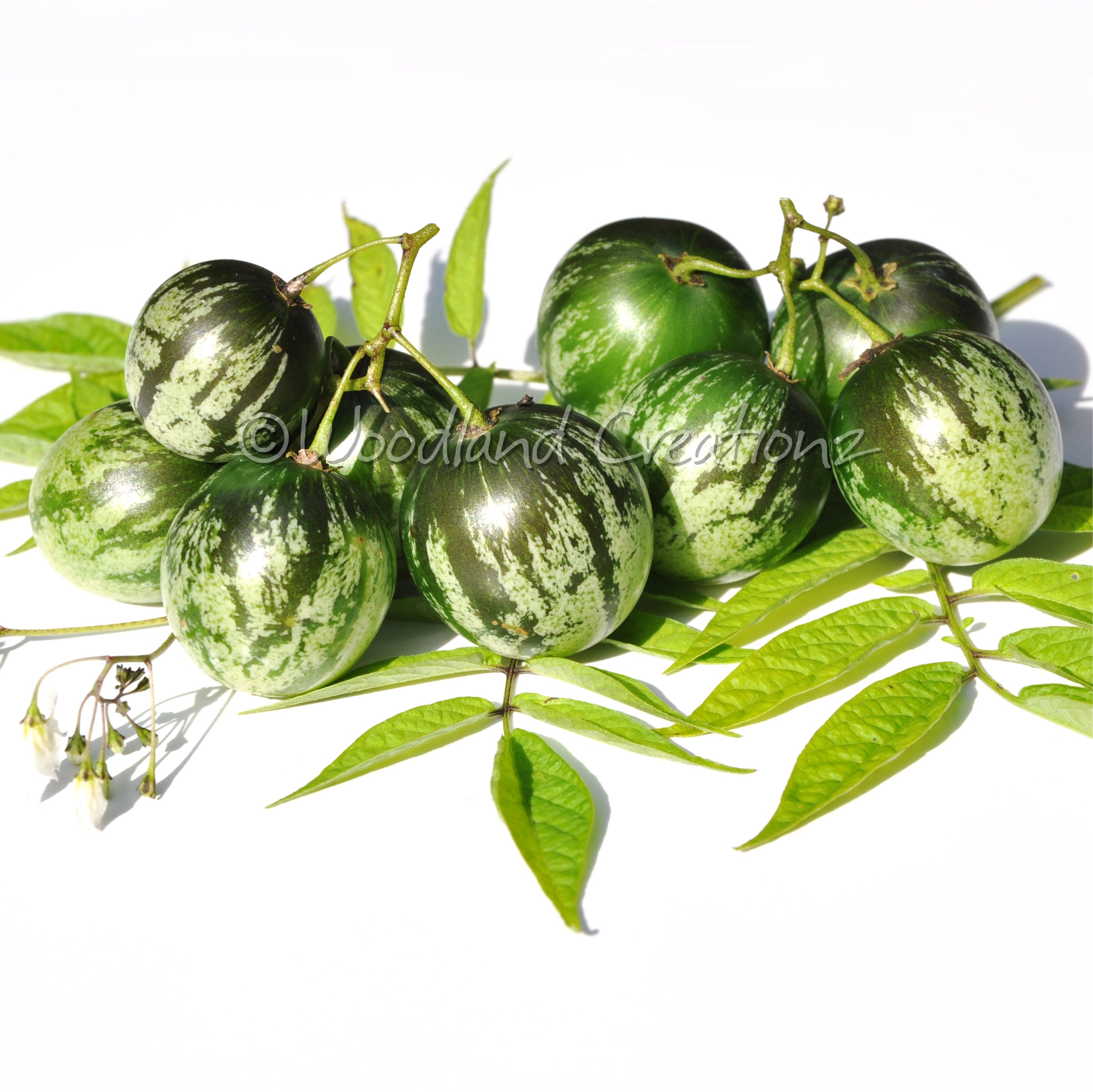 Tzimbalo Melon Pear Seeds Rare Unusual Edible Fruit Solanum - Etsy