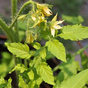 Yellow #10 Tomato - Yellow Leaves - Red Tomatoes - Rare Tomato - Unusual Tomato