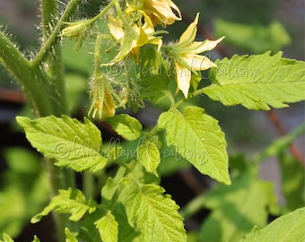 Yellow #10 Tomato Seeds - Yellow Leaves