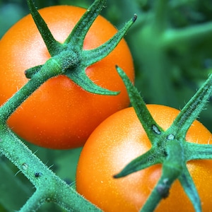 Puede incluir: Primer plano de dos tomates naranjas maduros con tallos y hojas verdes. Los tomates son redondos y lisos, con un ligero brillo. Los tallos verdes tienen forma de estrella donde se conectan a los tomates.