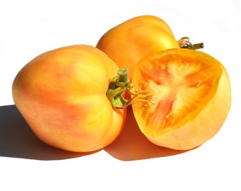 Neon Peach Tomato Seeds - Yellow Peach Skin Tomato