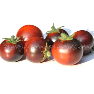 Inkspot Tomate - Micro Zwerg Tomate Samen - Dunkle Kirschtomate