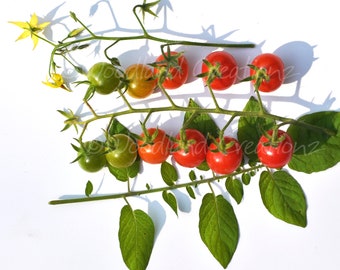 Solanum Pimpinellifolium Tomato Seeds - Rare Wild Tomato