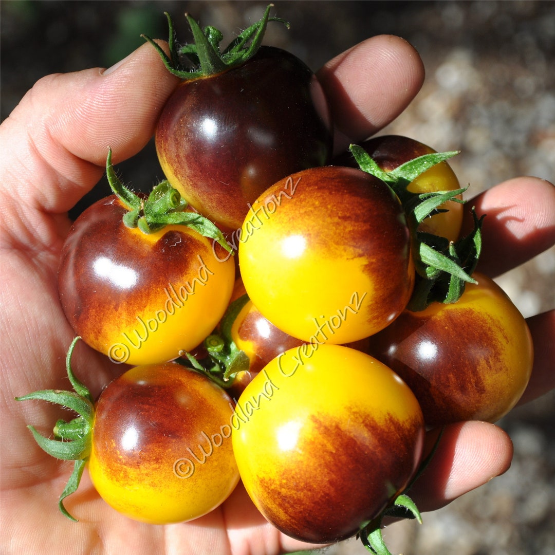 Bosque Blue Bumblebee Tomato Seeds Yellow Organic Heirloom USA Etsy