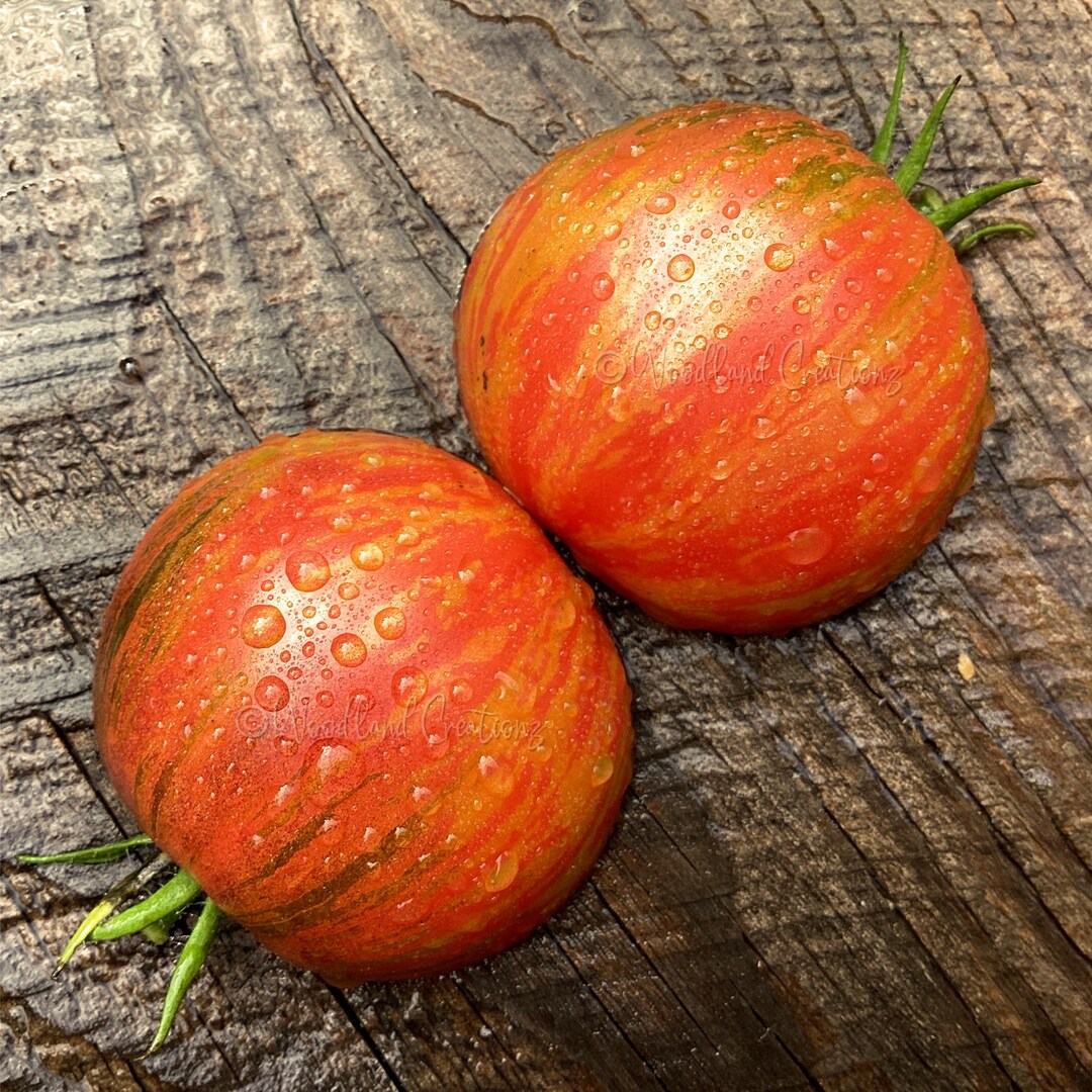 Kayleigh Anne Pink Tomato Seeds Striped Fruit Etsy Kayleigh Anne Pink Tomato Seeds Striped Fruit Etsy