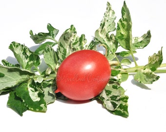 Shimofuri Tomato Seeds: Variegated Dwarf Pink Cherry Tomato