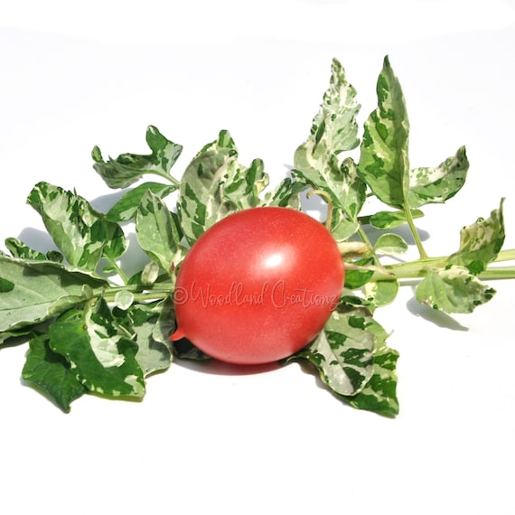 Shimofuri Tomato Seeds - Variegated Tomato - Dwarf Tomato