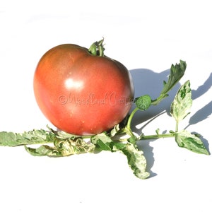 Blue&#39;s Bling Tomato - Variegated Leaves - Beefsteak Tomato - Heirloom Tomato