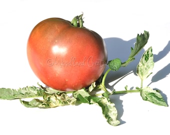 Blue's Bling Tomato Seeds: Variegated Leaf Beefsteak Heirloom