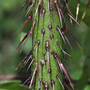 Malevolence - Rare Plant - Thorns - Five-Minute Plant - Solanum atropurpureum